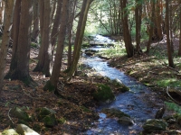 Springwater-Lakes-common-forest-trail-scaled